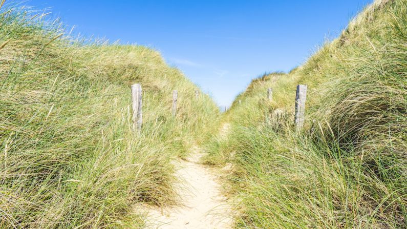 List Segmentation - pathway surrounded with grasses